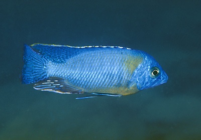 Protomelas sp. 'steveni imperial' Nkhata Bay